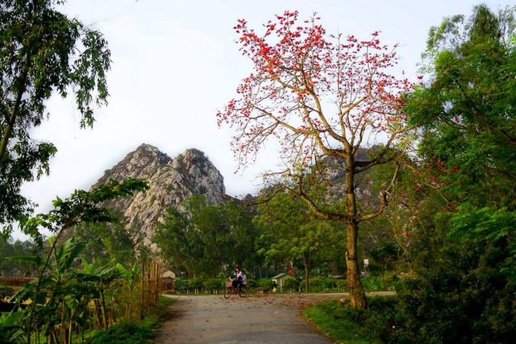 Cotton tree flowers in full bloom in early April - ảnh 6